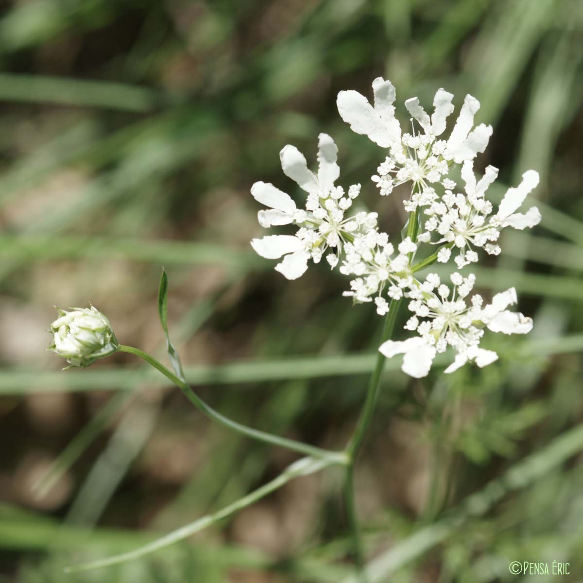 Caucalis à grandes fleurs - Orlaya grandiflora