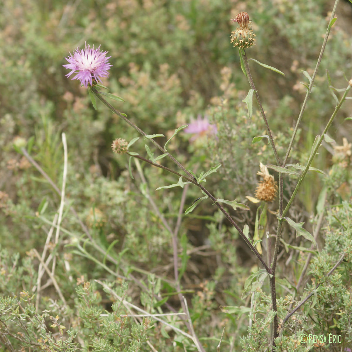 Centaurée rude - Centaurea aspera subsp. aspera