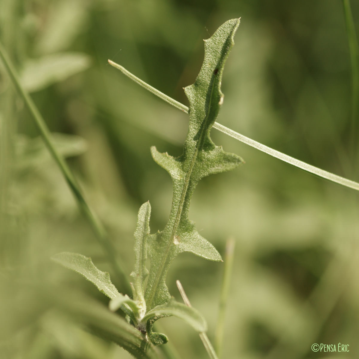 Centaurée rude - Centaurea aspera subsp. aspera