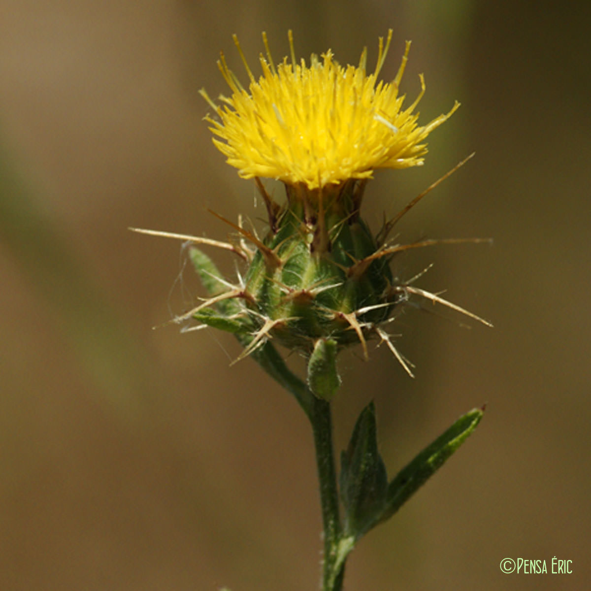 Centaurée de Malte - Centaurea melitensis