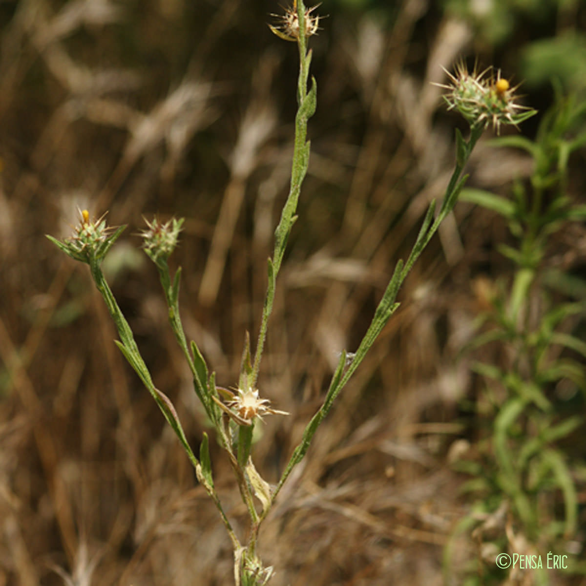 Centaurée de Malte - Centaurea melitensis