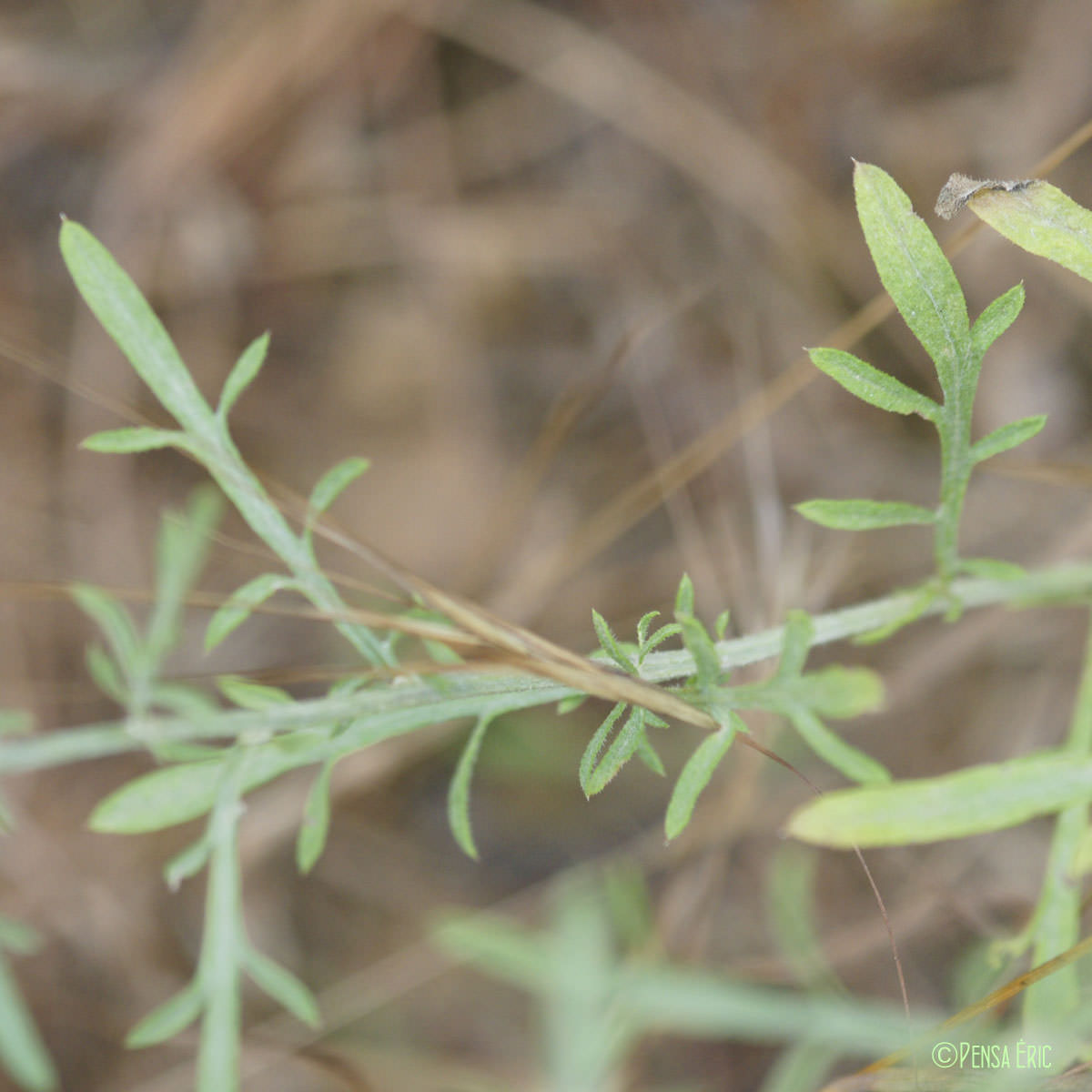 Centaurée diffuse - Centaurea diffusa