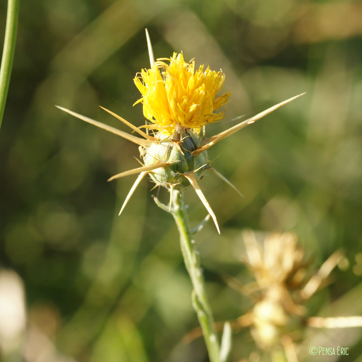 Centaurée du solstice - Centaurea solstitialis