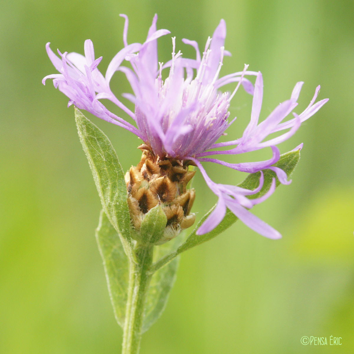 Centaurée jacée - Centaurea jacea subsp. jacea