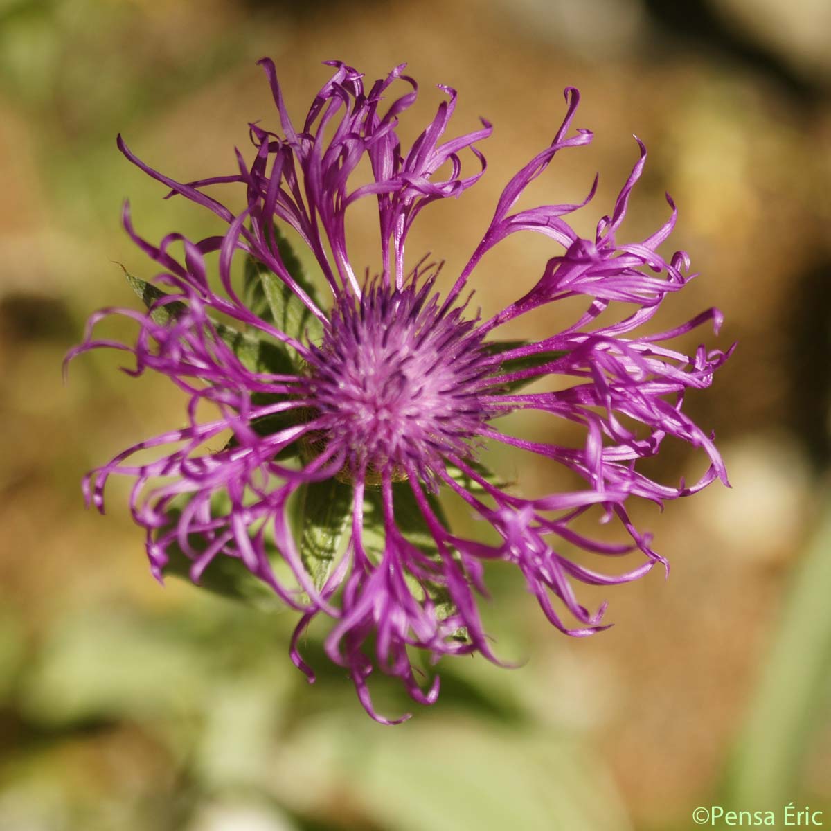 Centaurée nervée - Centaurea nervosa subsp. nervosa