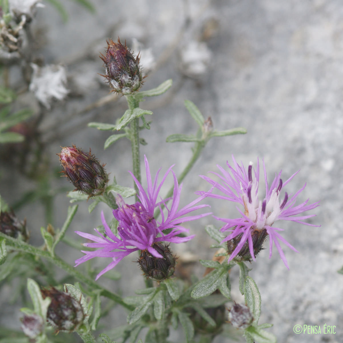 Centaurée pâle - Centaurea paniculata subsp. leucophaea