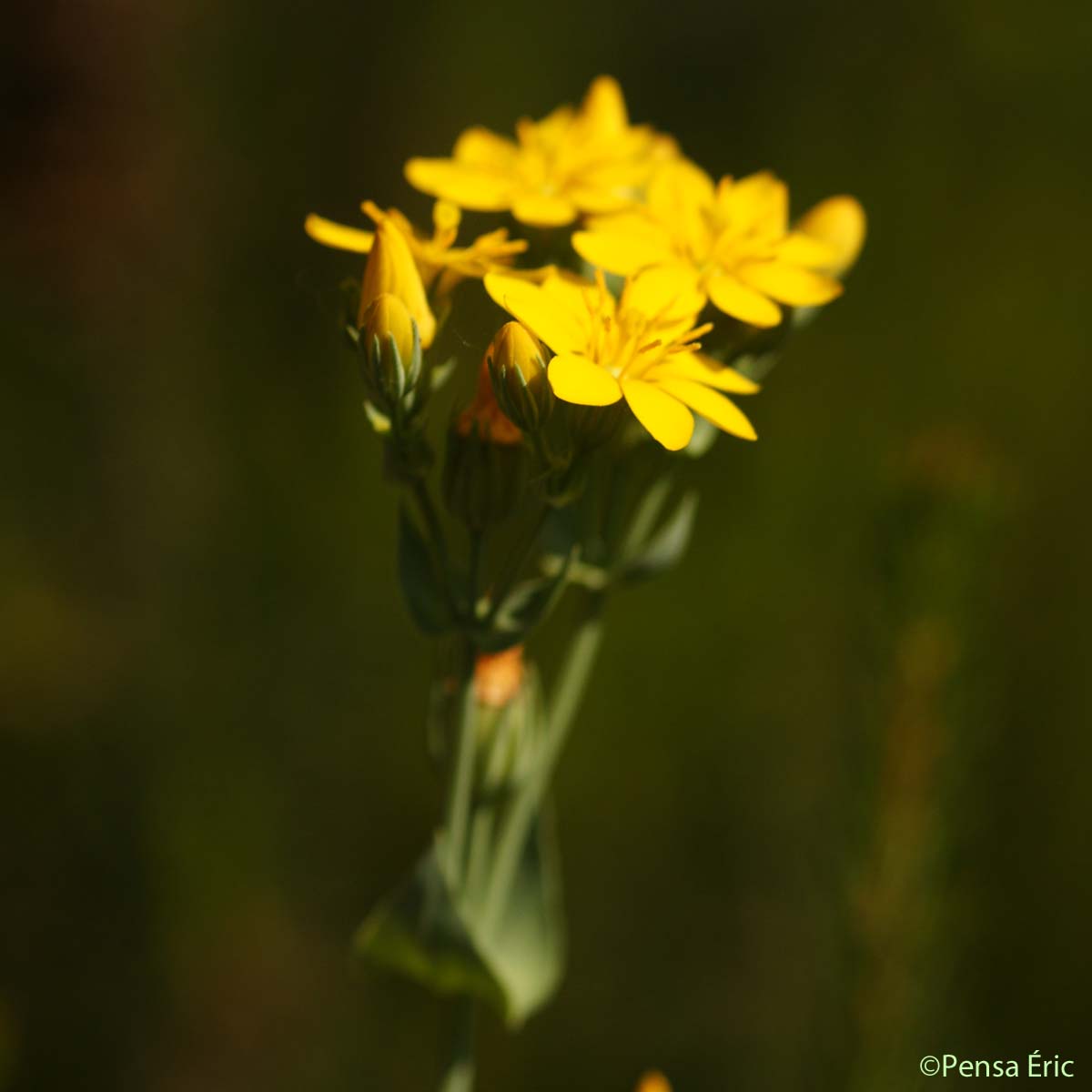 Centaurée perfoliée - Blackstonia perfoliata subsp. perfoliata