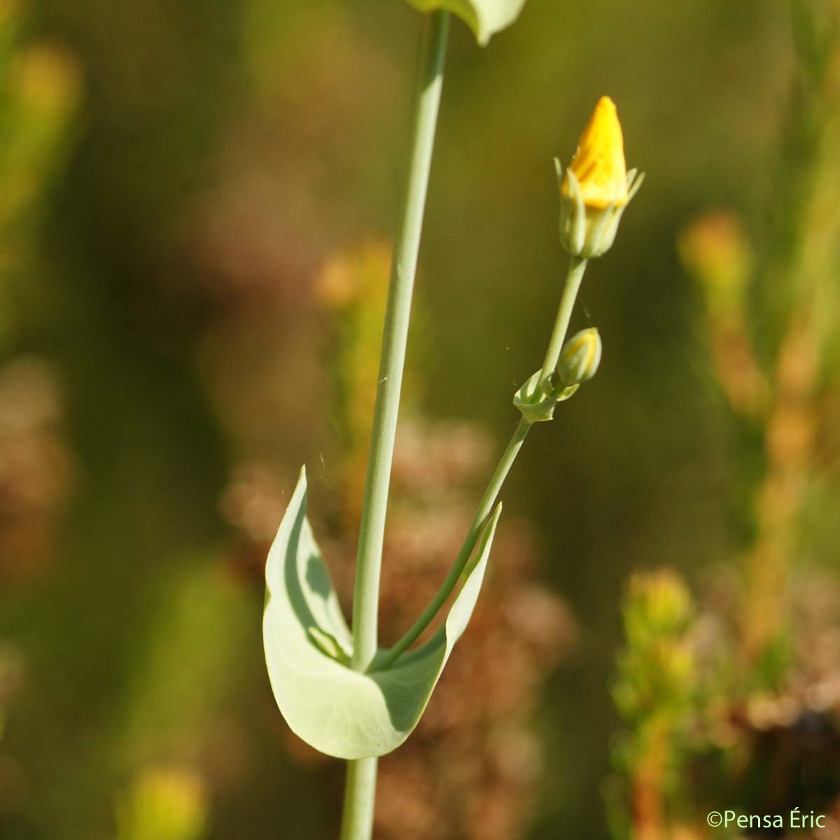 Centaurée perfoliée - Blackstonia perfoliata subsp. perfoliata