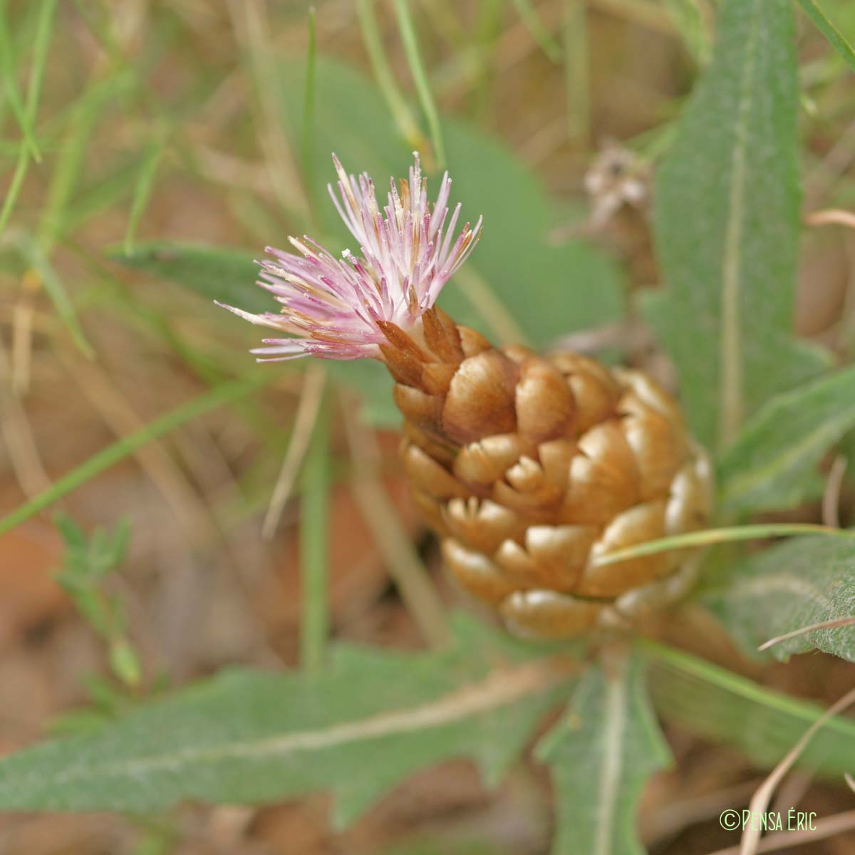 Centaurée pomme-de-pin - Rhaponticum coniferum subsp. coniferum