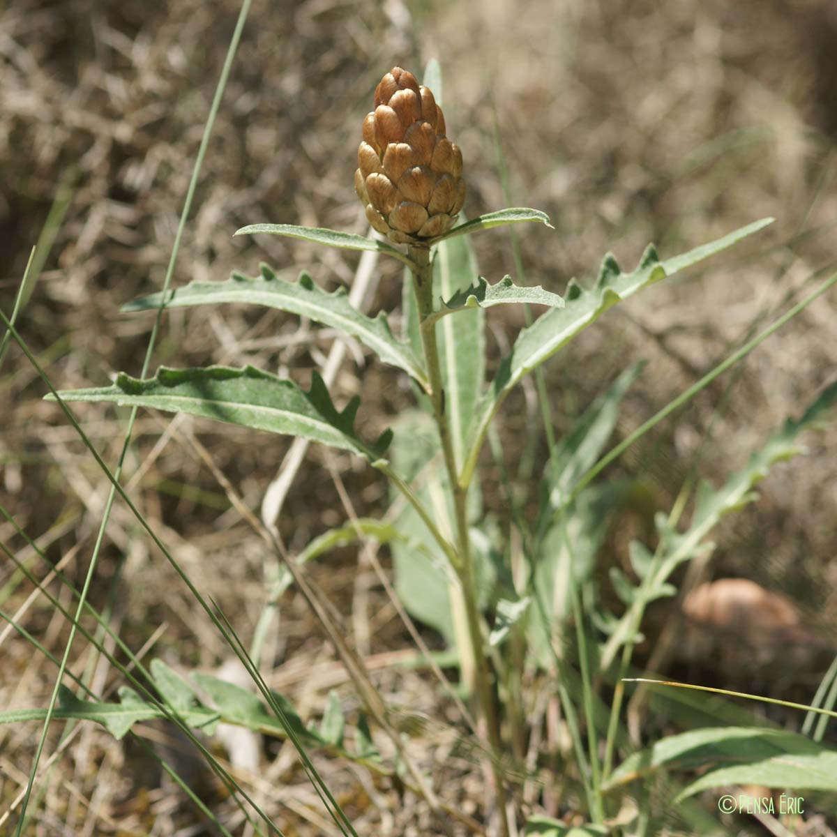 Centaurée pomme-de-pin - Rhaponticum coniferum subsp. coniferum