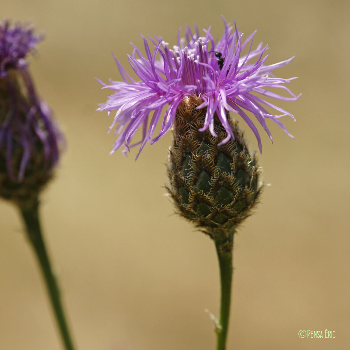 Centaurée scabieuse - Centaurea scabiosa subsp. scabiosa