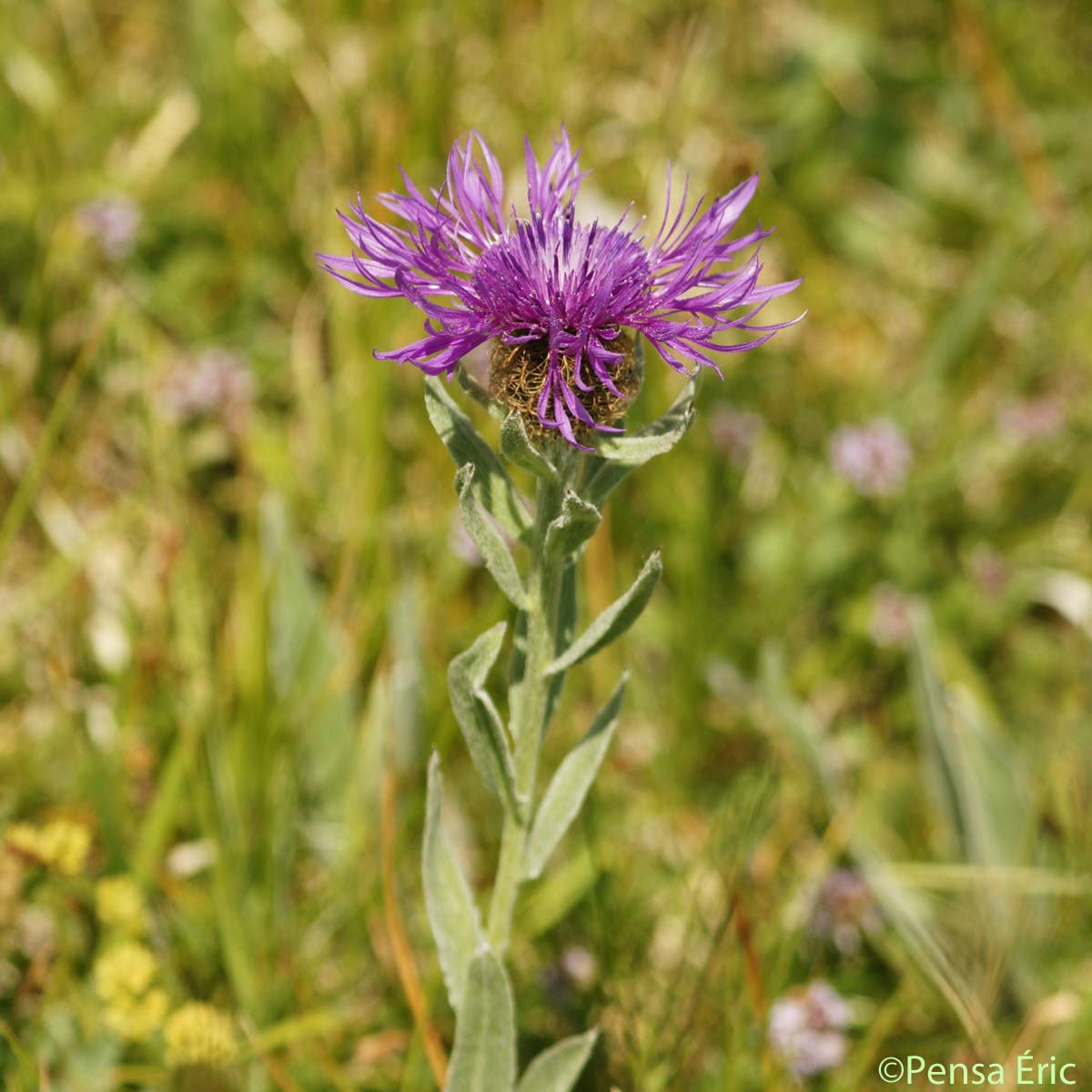 Centaurée uniflore - Centaurea uniflora