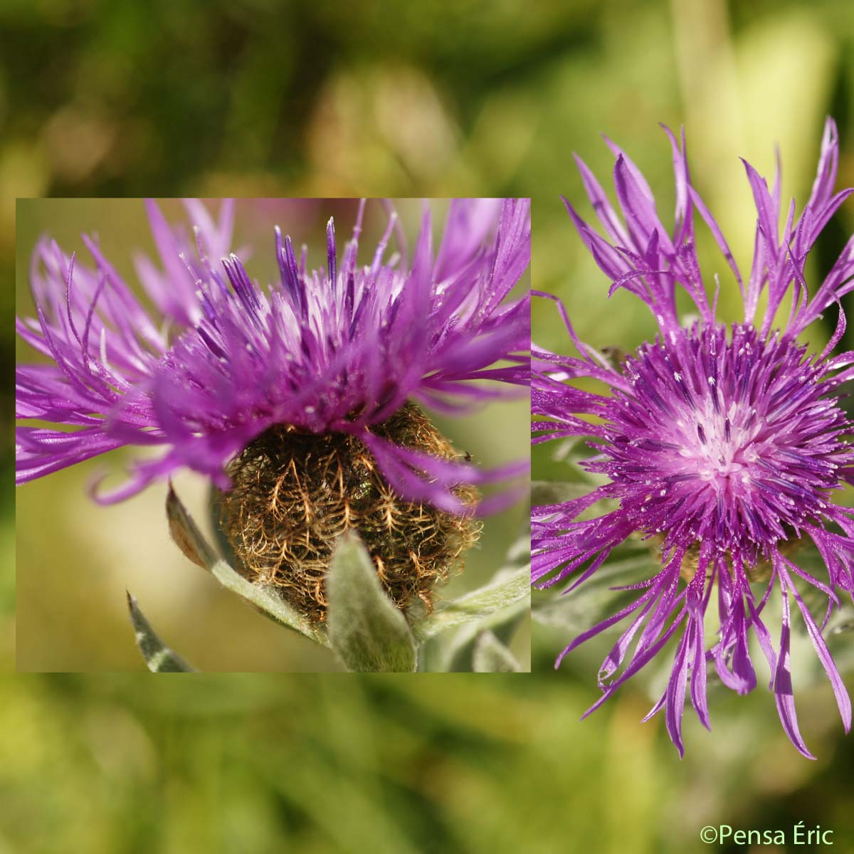 Centaurée uniflore - Centaurea uniflora