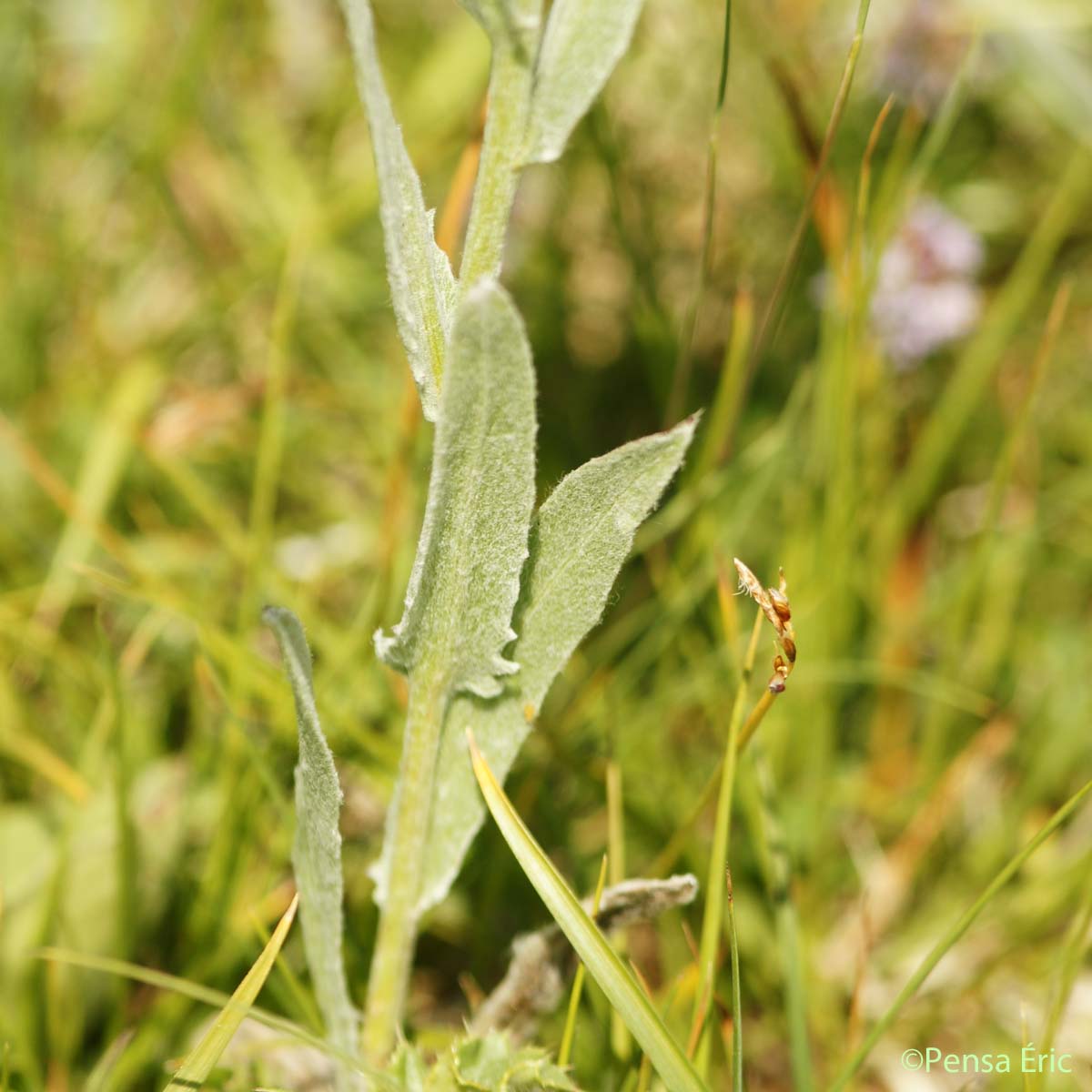 Centaurée uniflore - Centaurea uniflora