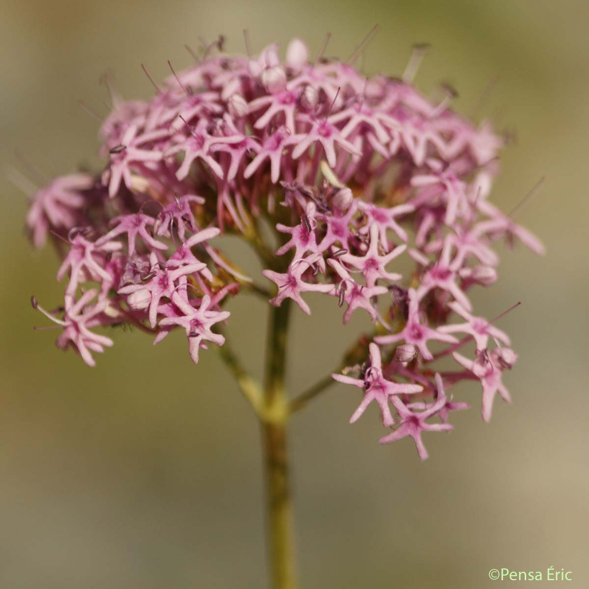 Centranthe à feuilles étroites - Centranthus angustifolius