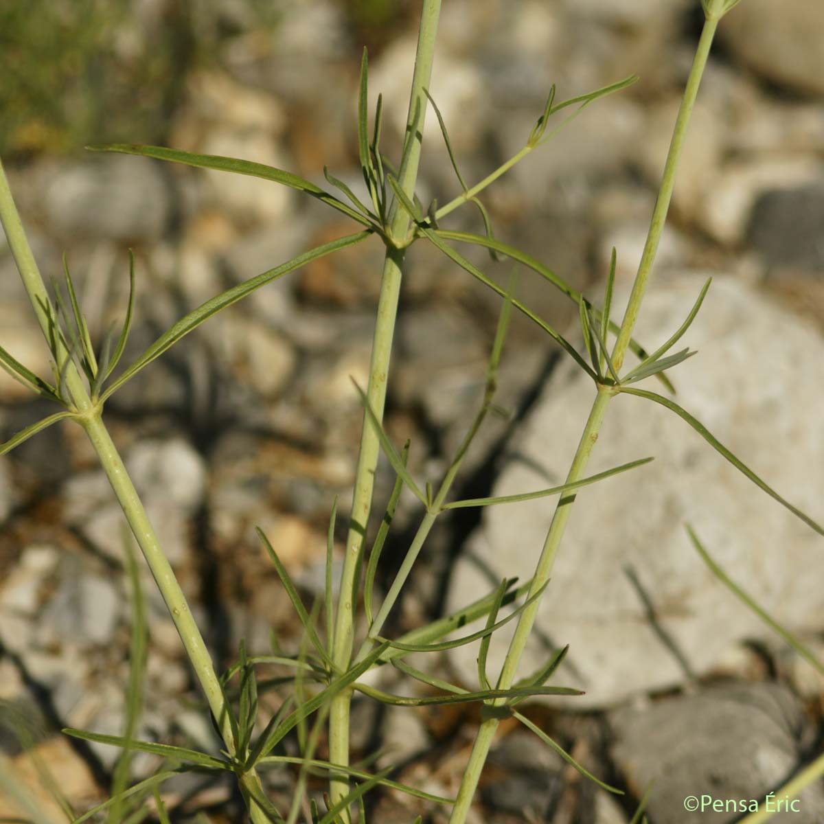 Centranthe à feuilles étroites - Centranthus angustifolius