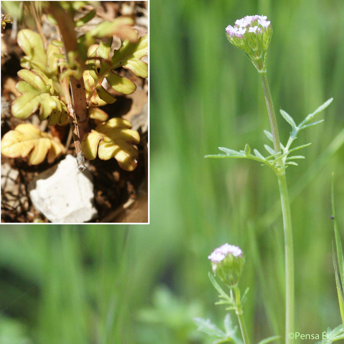 Centranthe chausse-trape - Centranthus calcitrapae