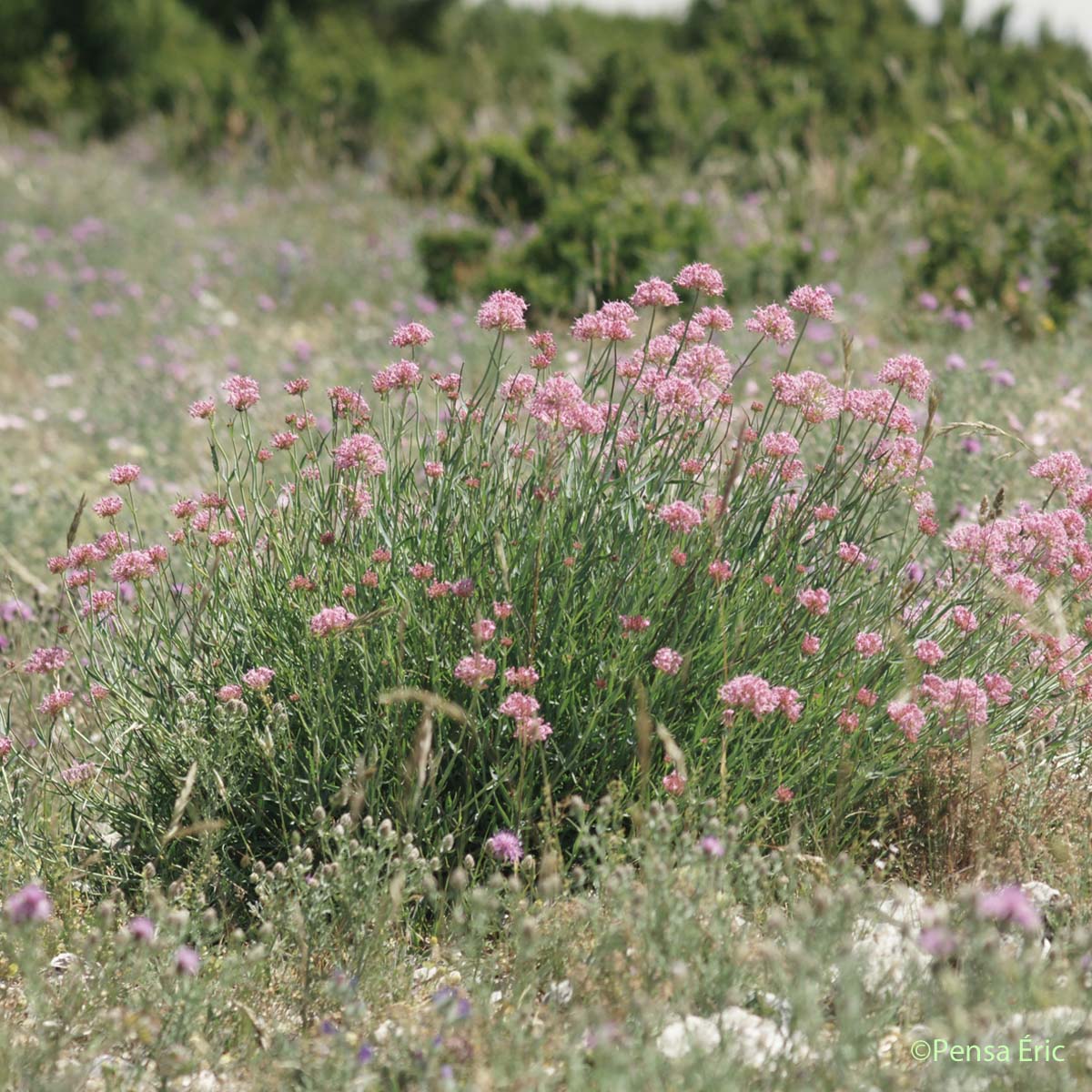 Centranthe de Lecoq - Centranthus lecoqii subsp. lecoqii