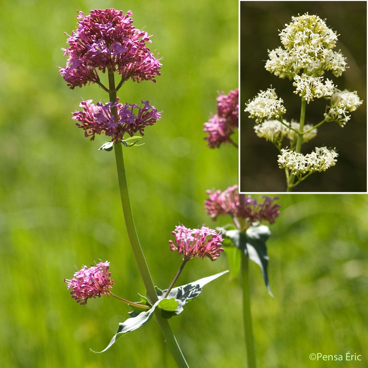 Centranthe rouge - Centranthus ruber subsp. ruber