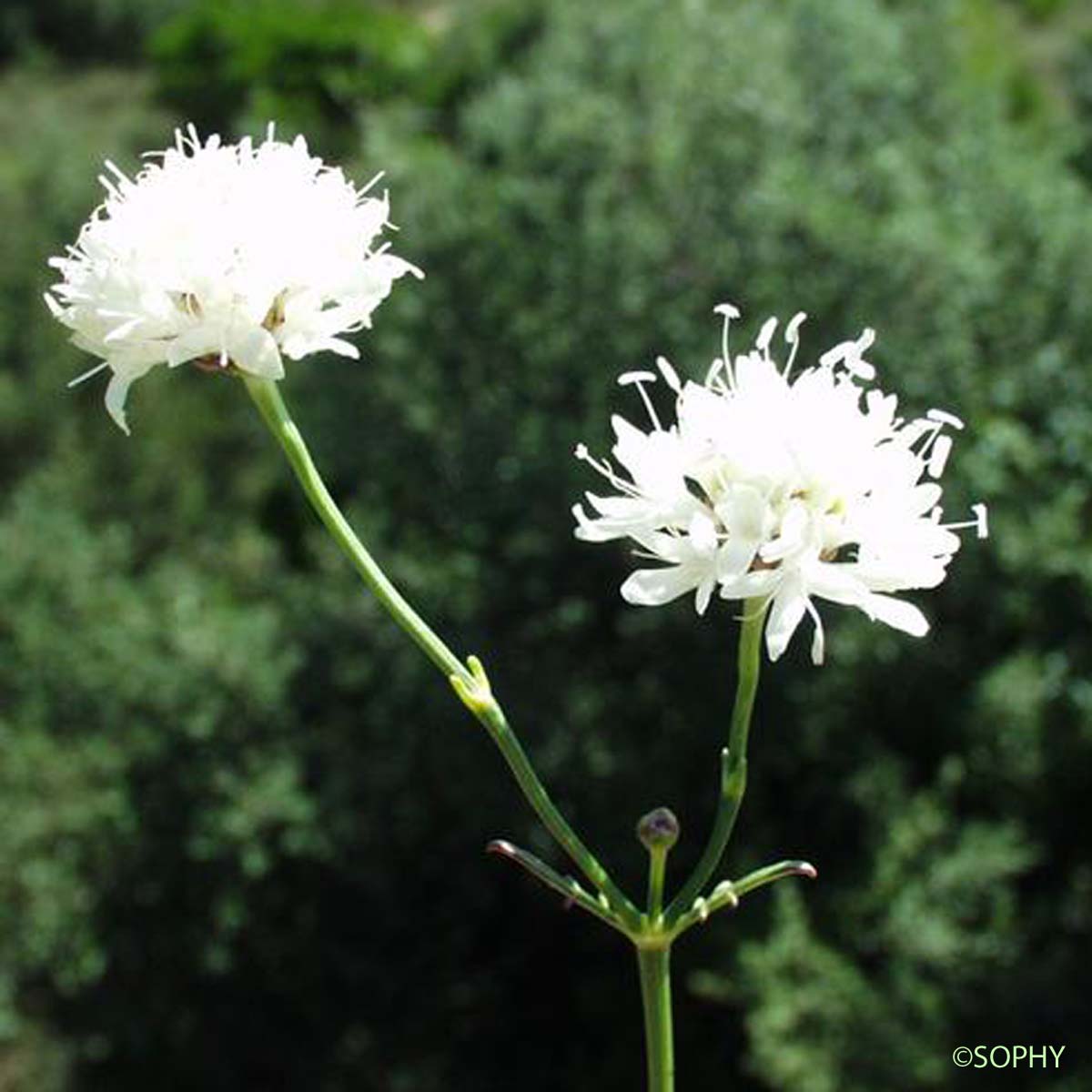 Céphalaire blanche - Cephalaria leucantha