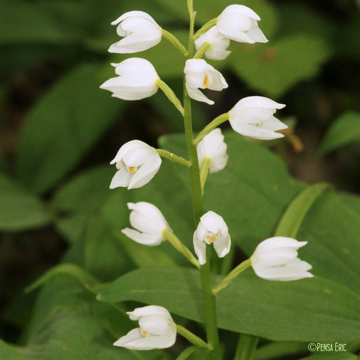 Céphalanthère à longues feuilles - Cephalanthera longifolia