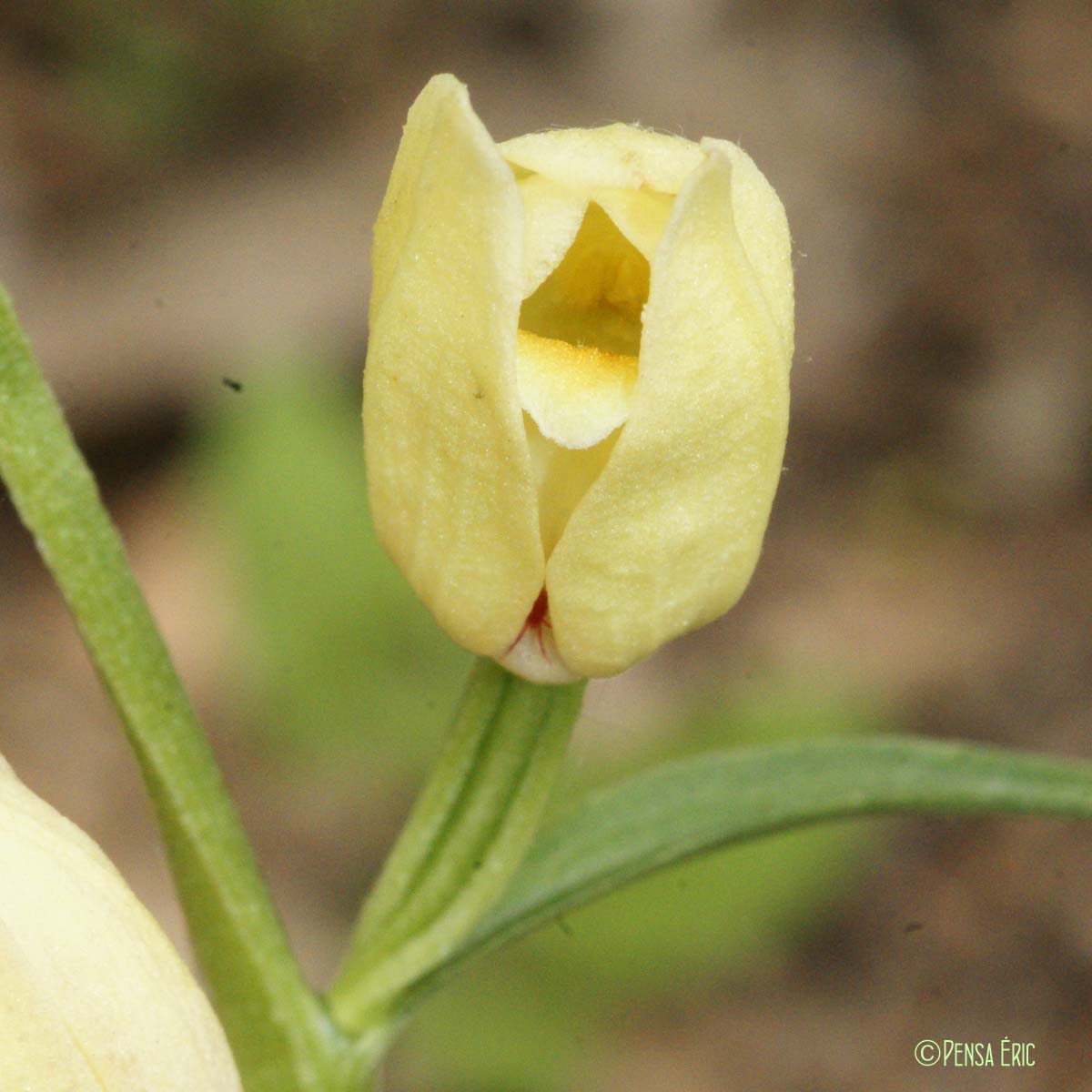 Céphalanthère pâle - Cephalanthera damasonium