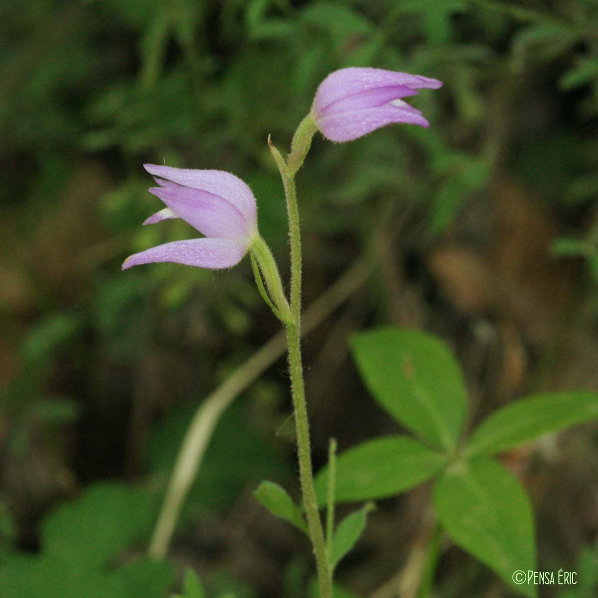 Céphalanthère rouge - Cephalanthera rubra