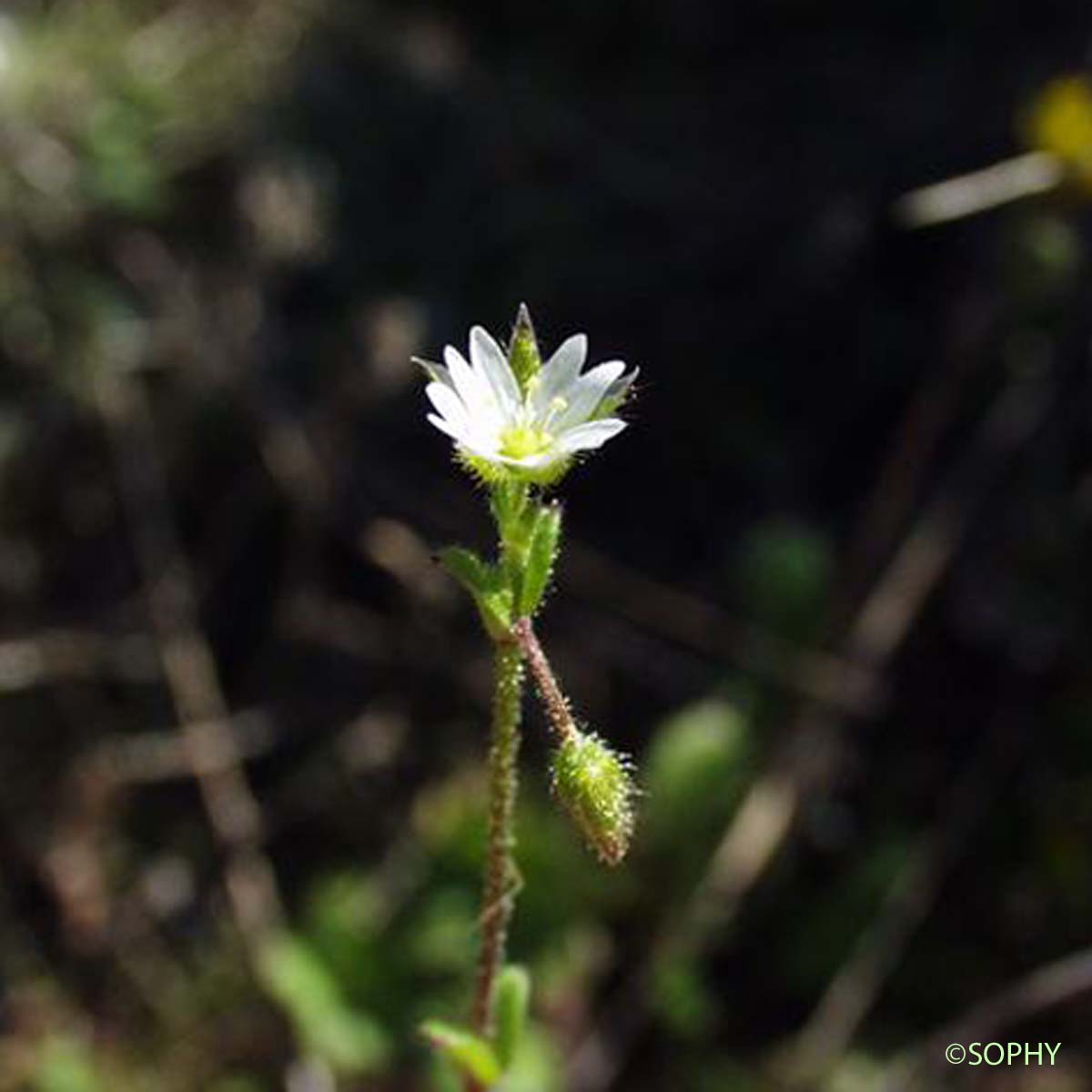 Céraiste à cinq étamines - Cerastium semidecandrum