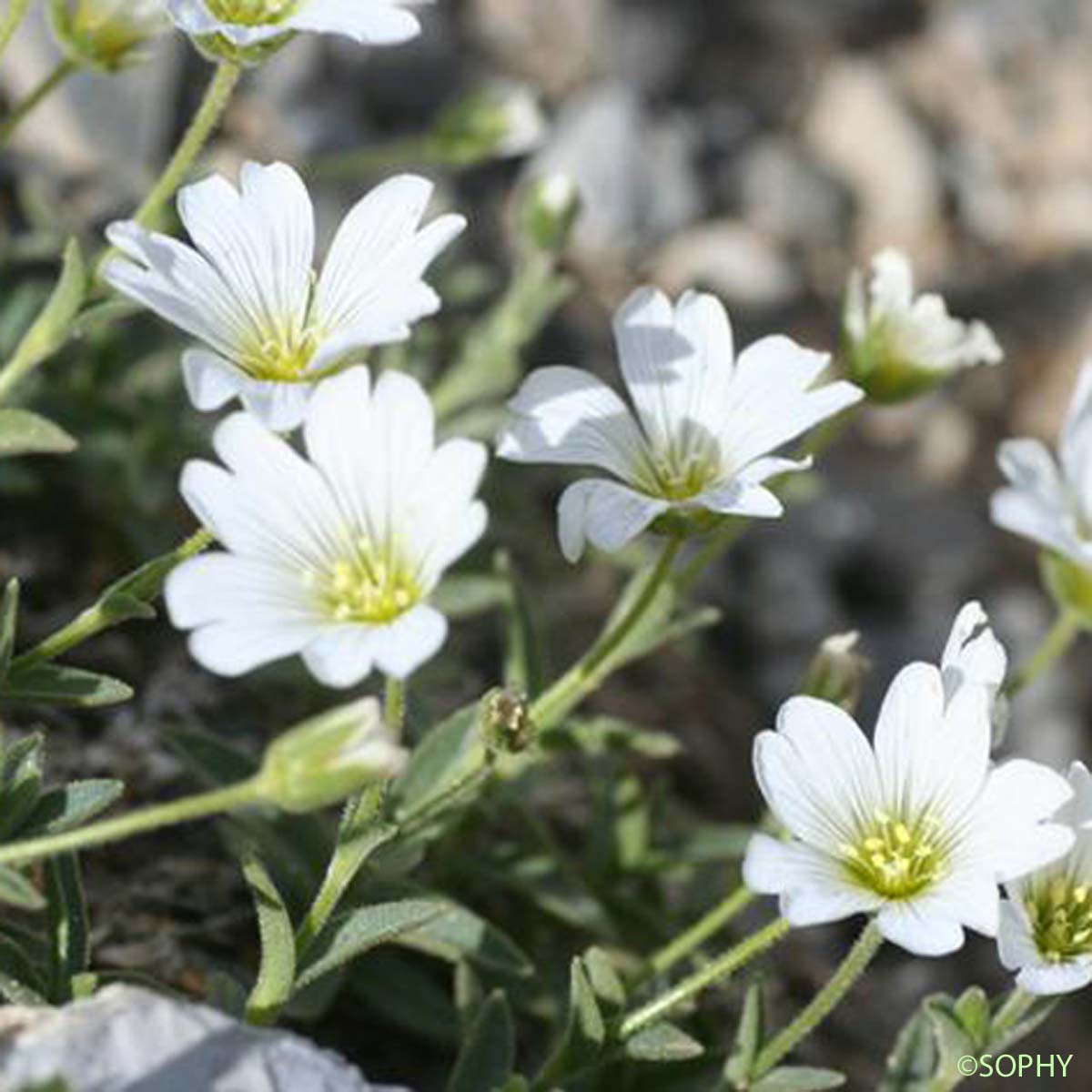 Céraiste à larges feuilles - Cerastium latifolium