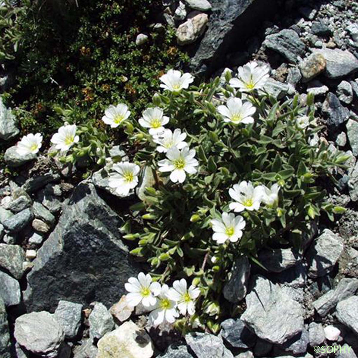 Céraiste à larges feuilles - Cerastium latifolium