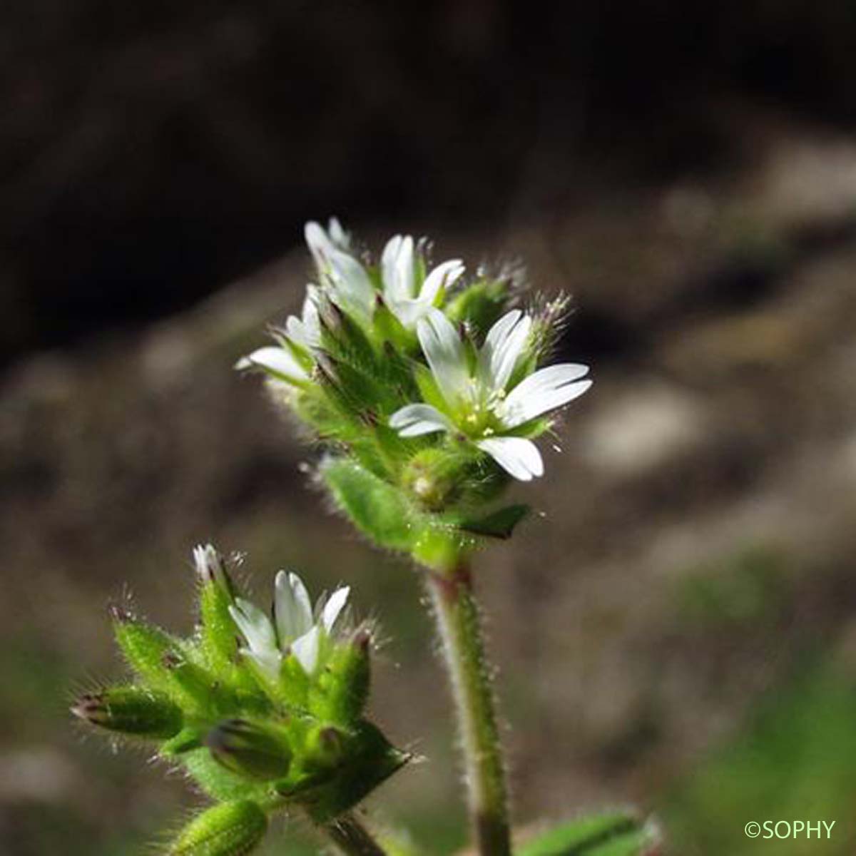 Céraiste aggloméré - Cerastium glomeratum