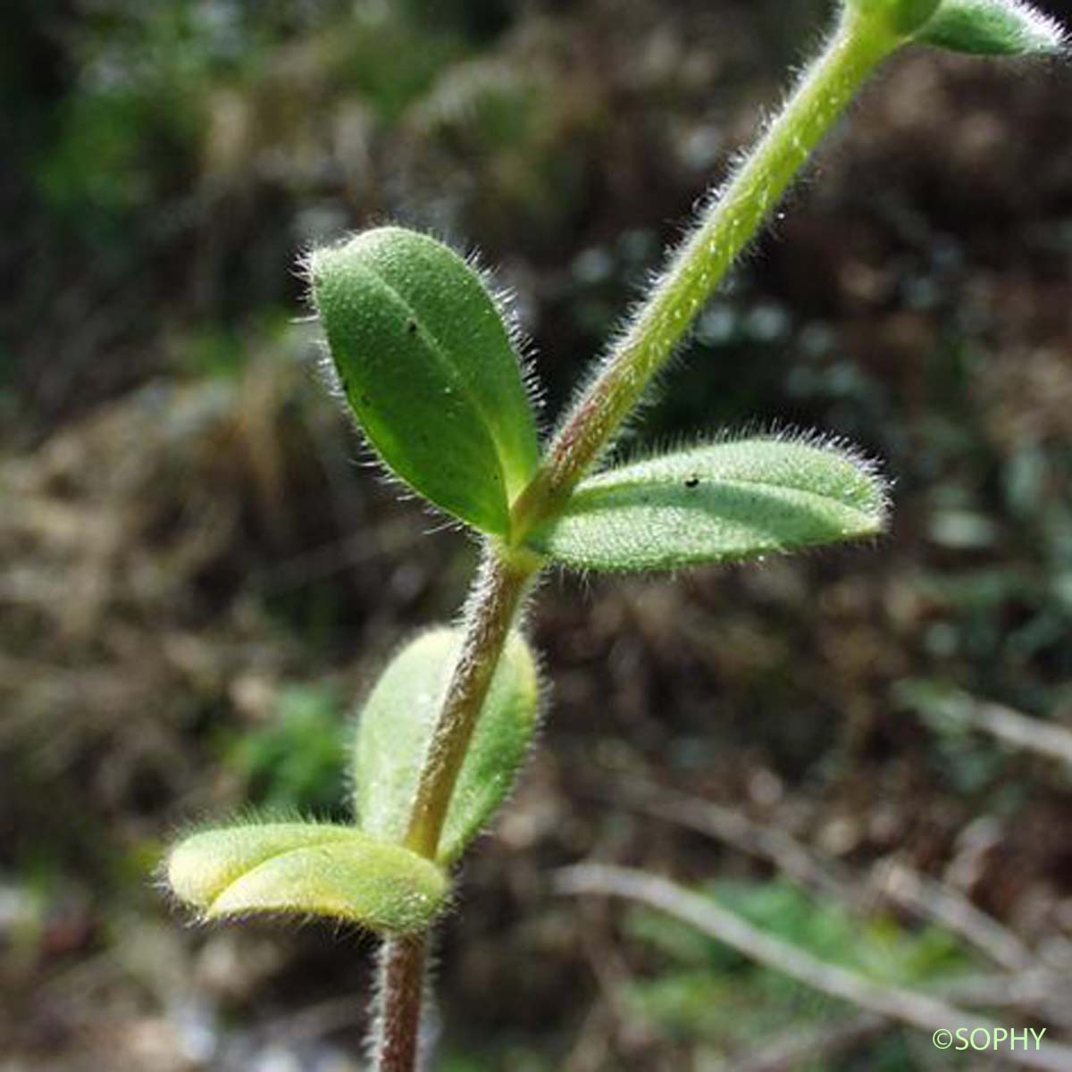 Céraiste aggloméré - Cerastium glomeratum