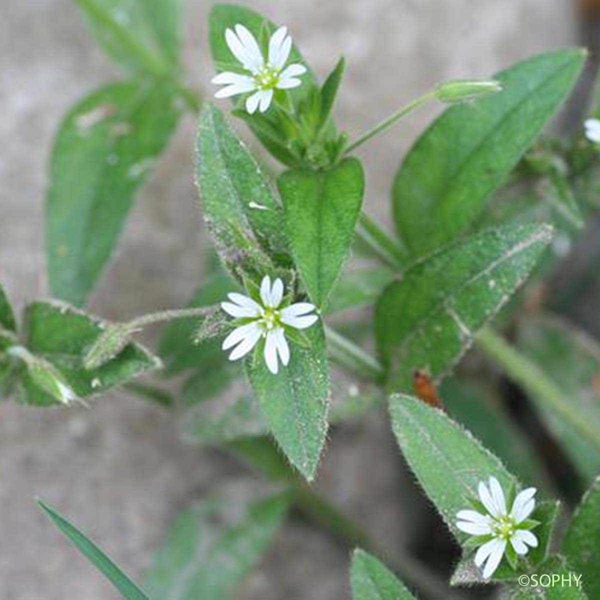 Céraiste commun - Cerastium fontanum subsp. vulgare