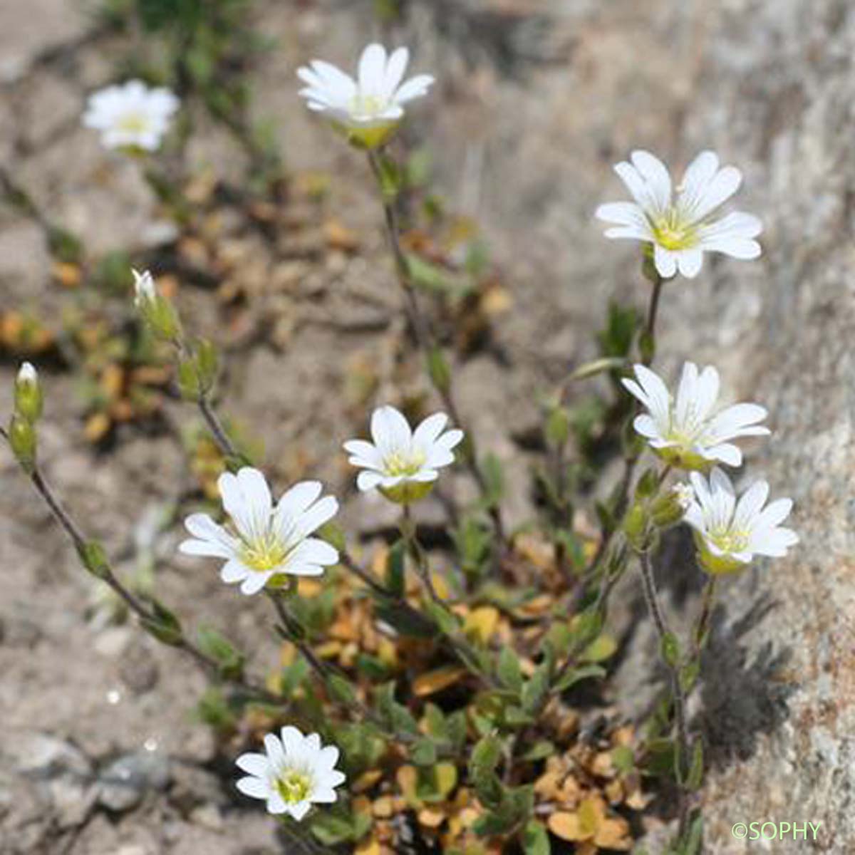 Céraiste des Alpes - Cerastium alpinum