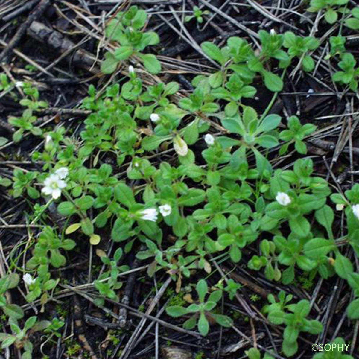 Céraiste nain - Cerastium pumilum