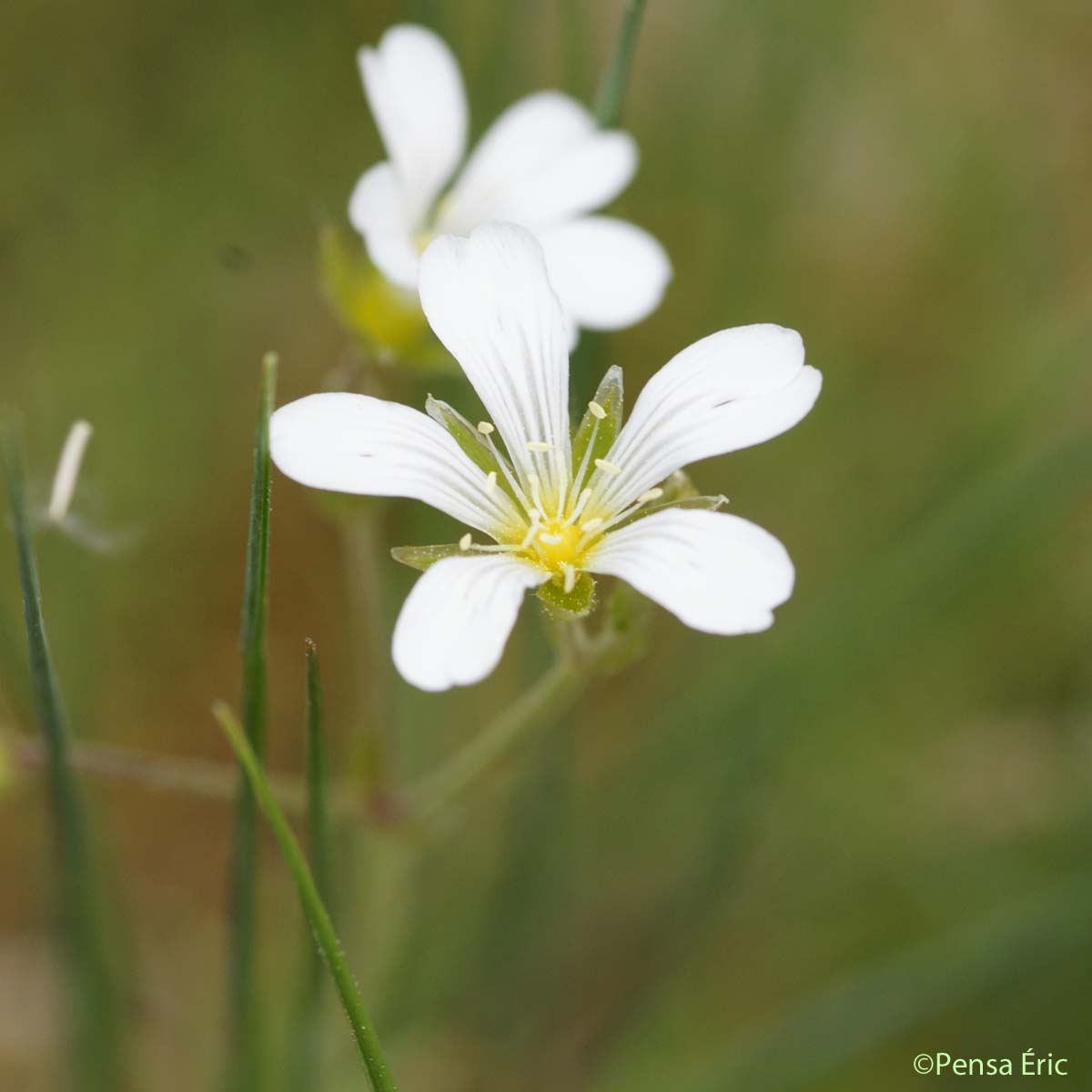 Céraiste suffrutescent - Cerastium arvense subsp. suffruticosum