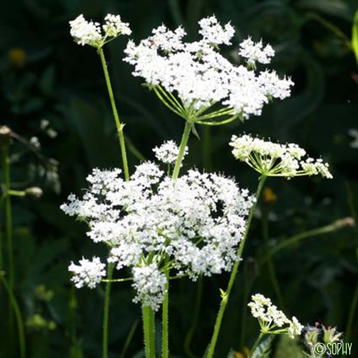 Cerfeuil de Villars - Chaerophyllum villarsii var. villarsii