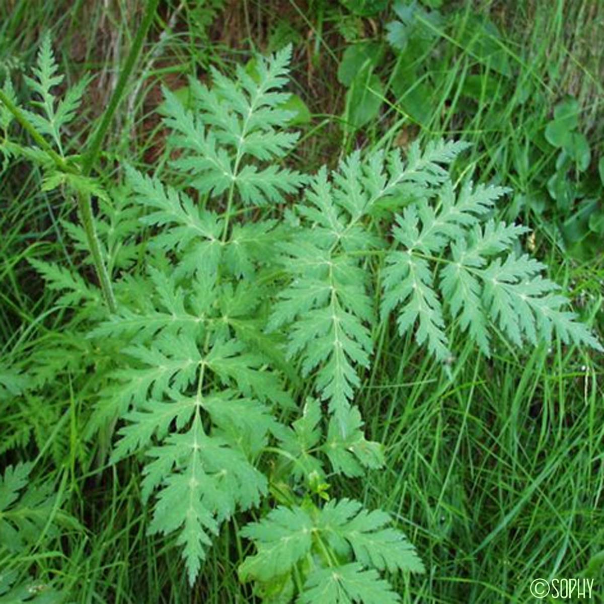 Cerfeuil de Villars - Chaerophyllum villarsii var. villarsii