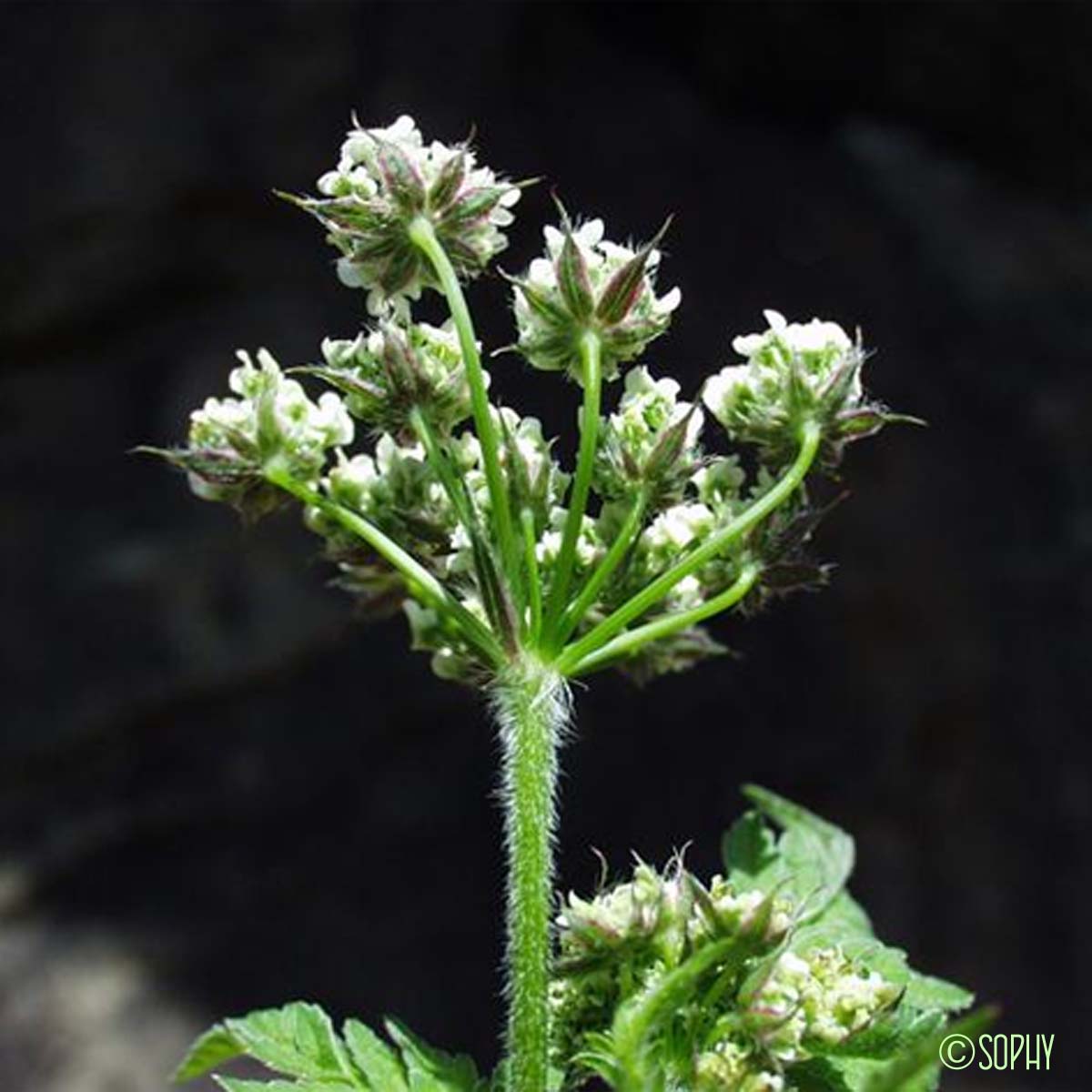 Cerfeuil doré - Chaerophyllum aureum