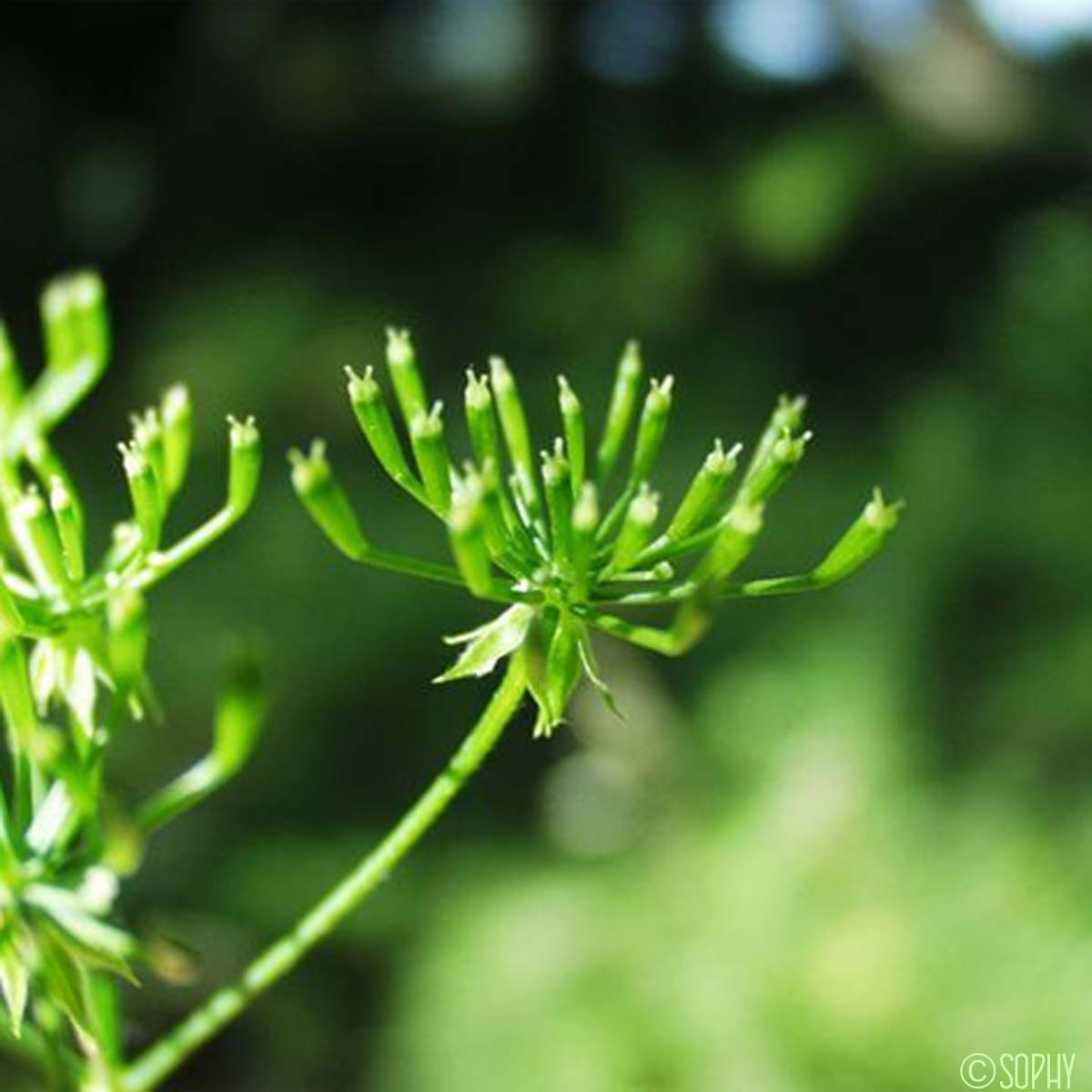 Cerfeuil enivrant - Chaerophyllum temulum