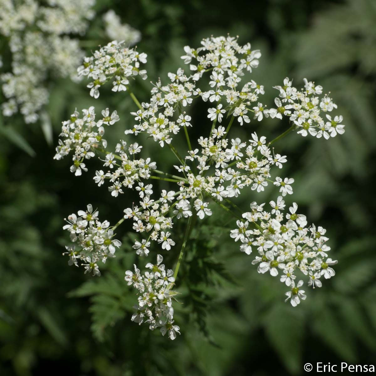 Cerfeuil hirsute - Chaerophyllum hirsutum