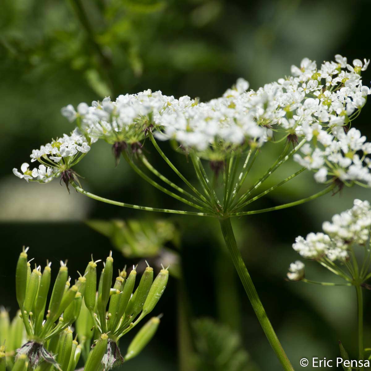 Cerfeuil hirsute - Chaerophyllum hirsutum