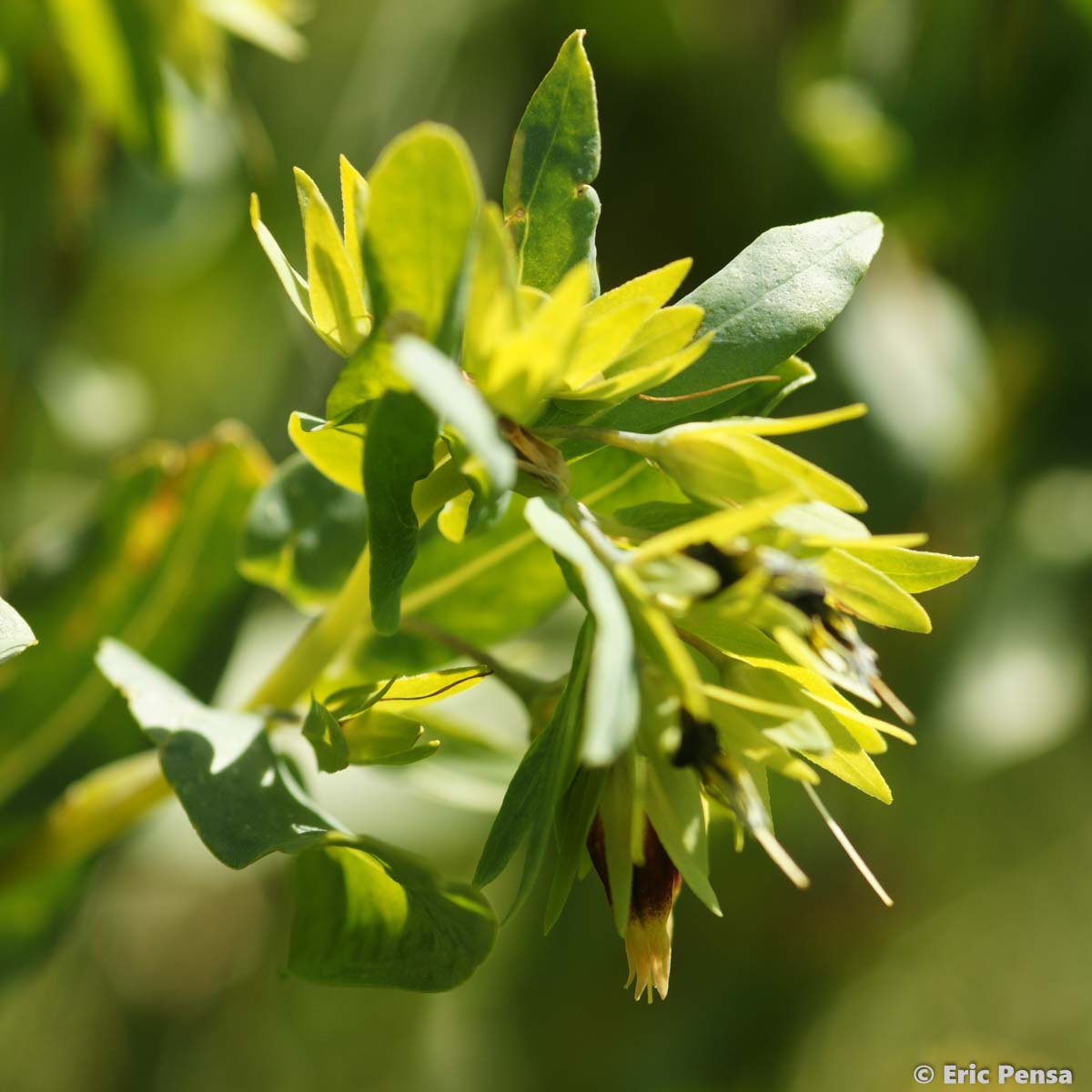 Cérinthe auriculé - Cerinthe minor subsp. auriculata