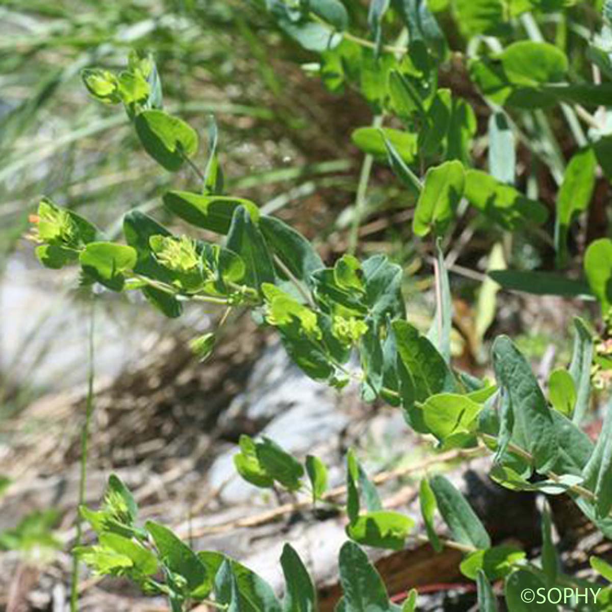 Cérinthe glabre - Cerinthe glabra subsp. glabra