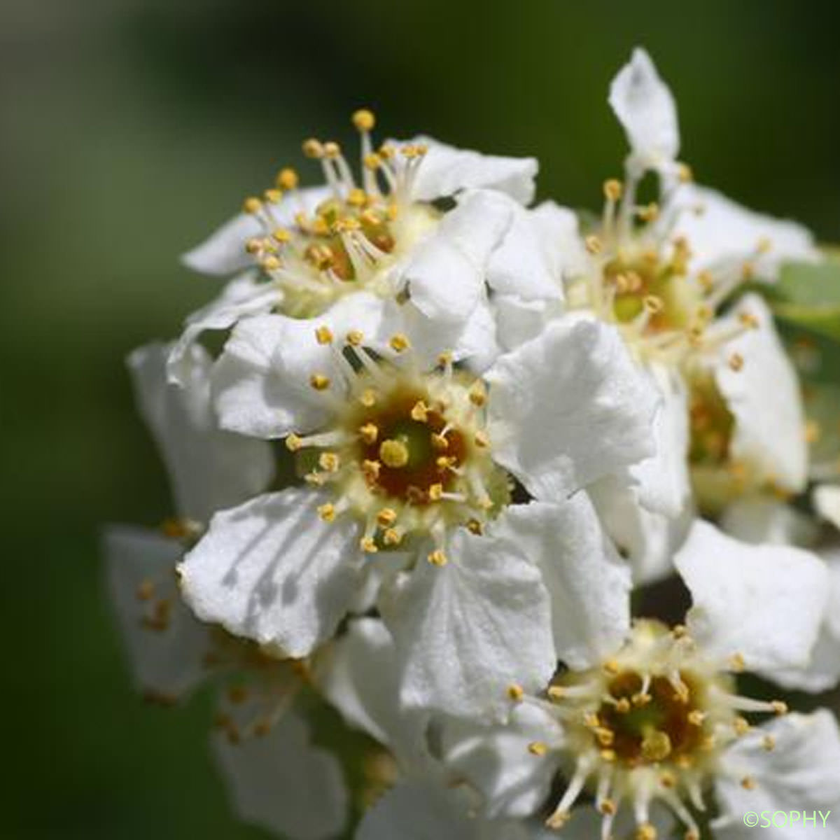 Cerisier à grappes - Prunus padus var. padus