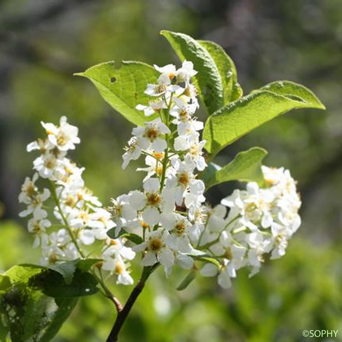 Cerisier à grappes - Prunus padus var. padus