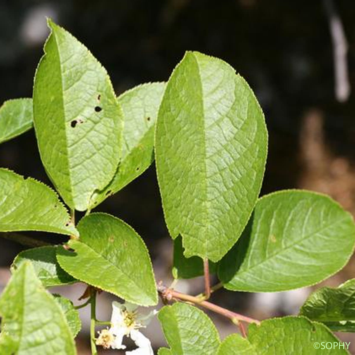 Cerisier à grappes - Prunus padus var. padus