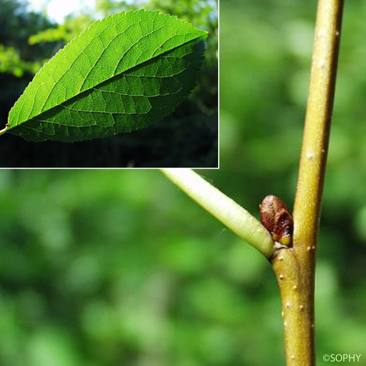 Cerisier acide - Prunus cerasus