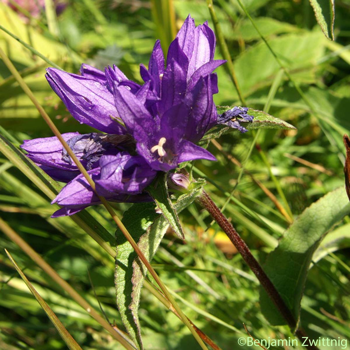 Cervicaire - Campanula cervicaria