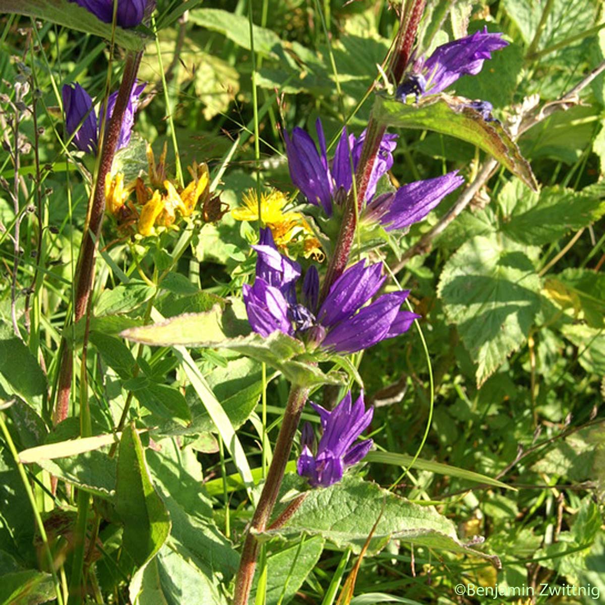 Cervicaire - Campanula cervicaria